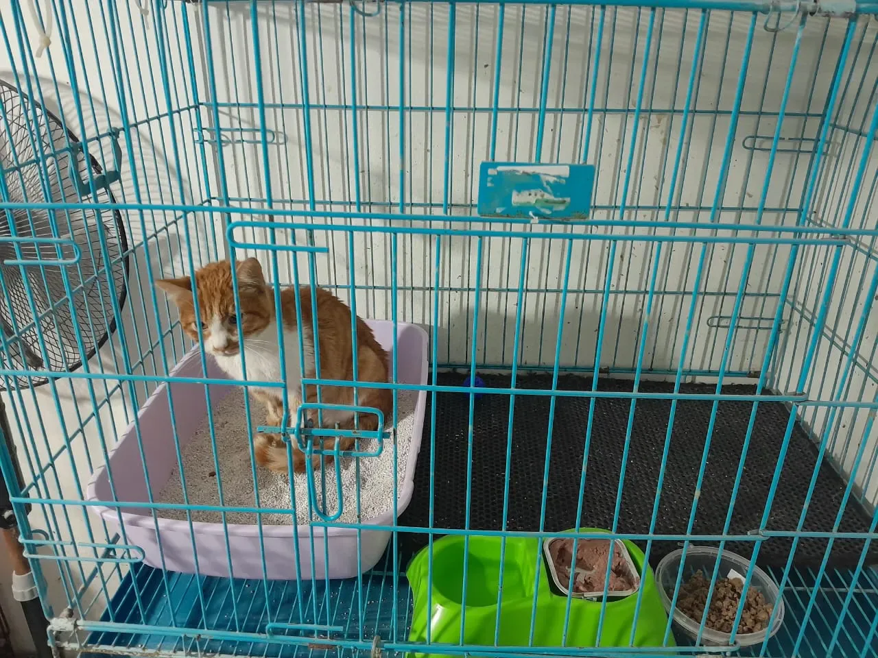 Donate Crypto to Pets — animal in our care