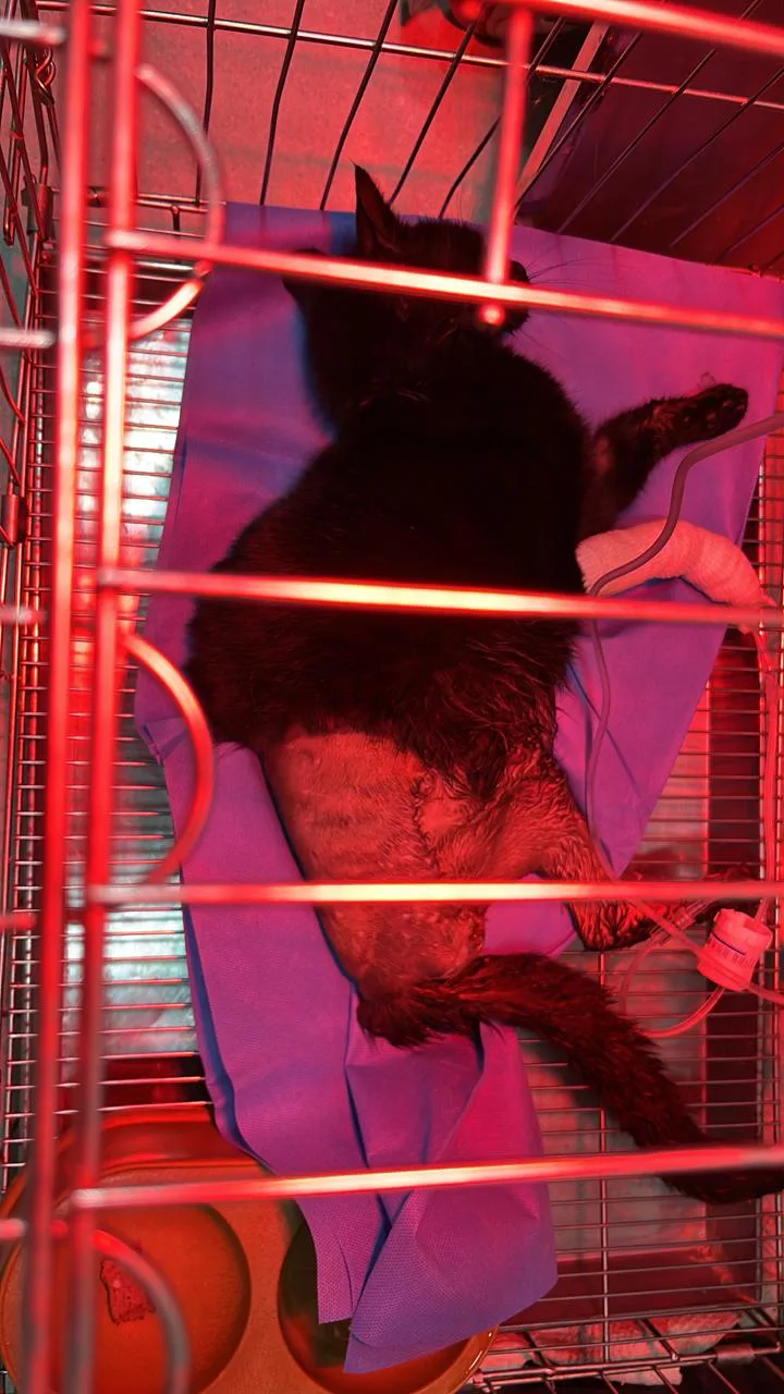 Donate Crypto to Pets — animal in our care