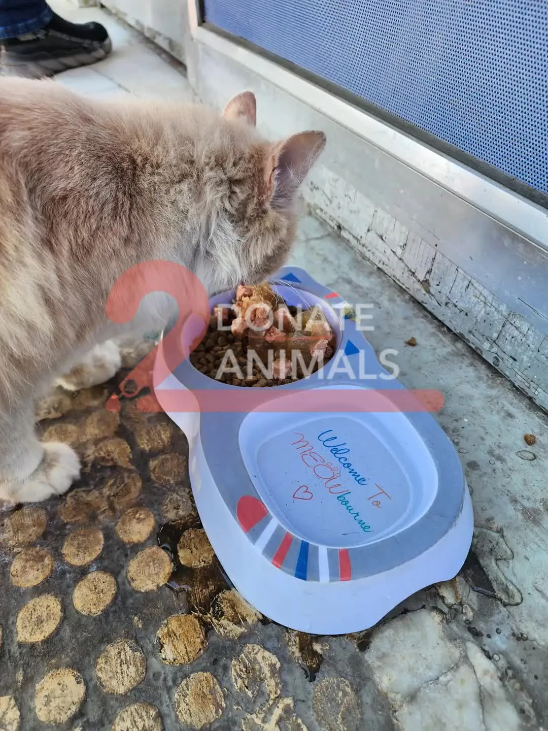 Rescued cat in our care