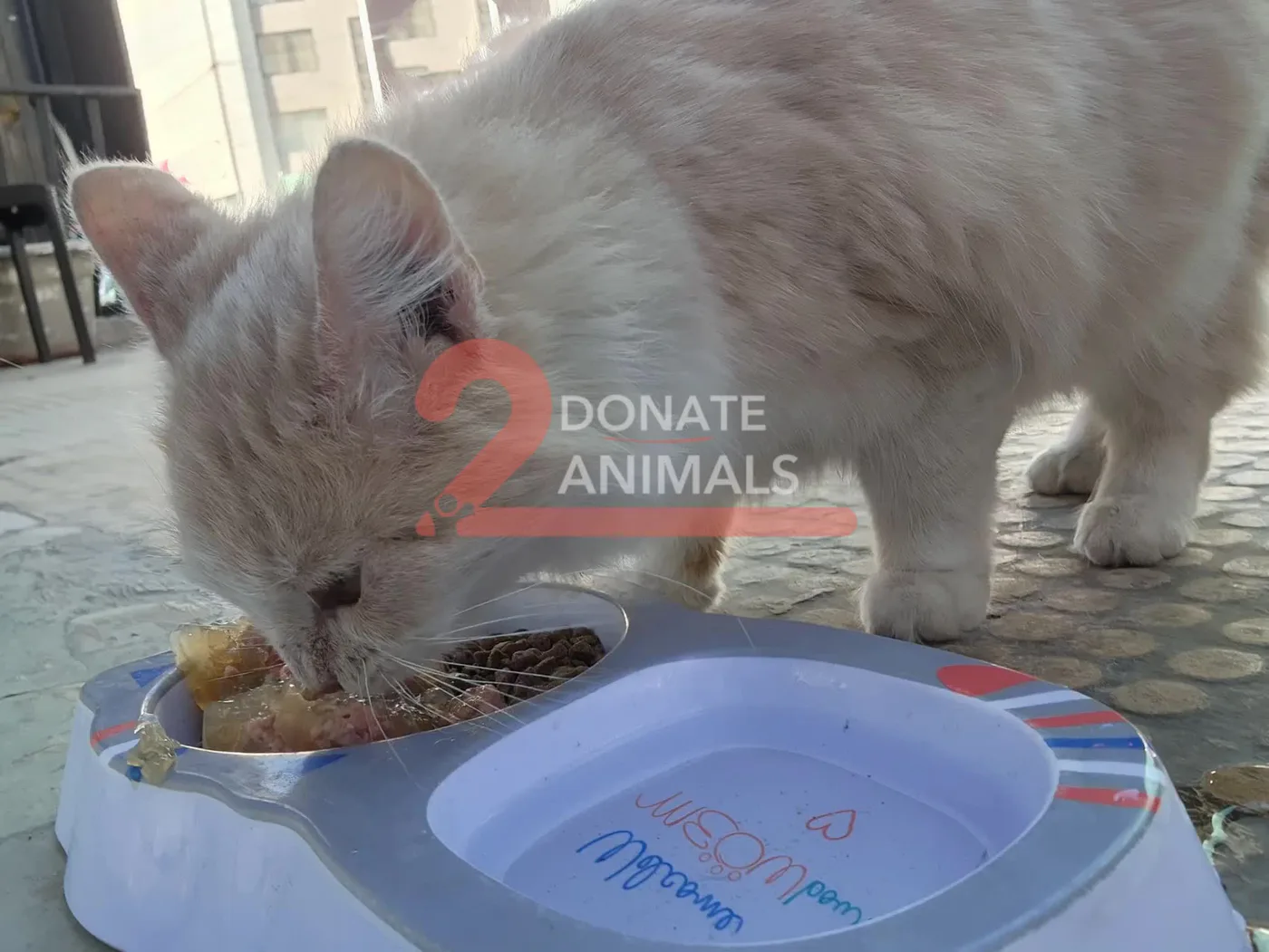 Monthly Ethereum donation for street animals feeding