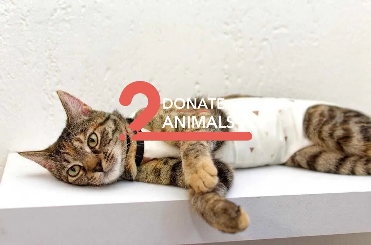 Donate Crypto to Pets — animal in our care