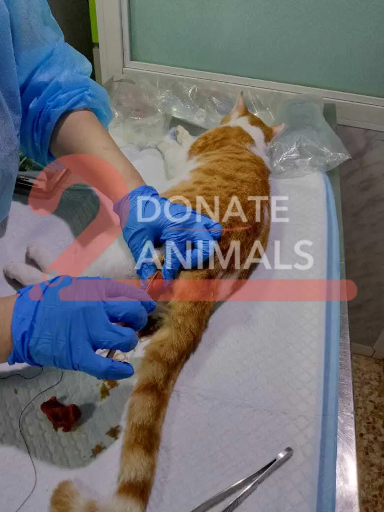 Donate Crypto to Pets — animal in our care
