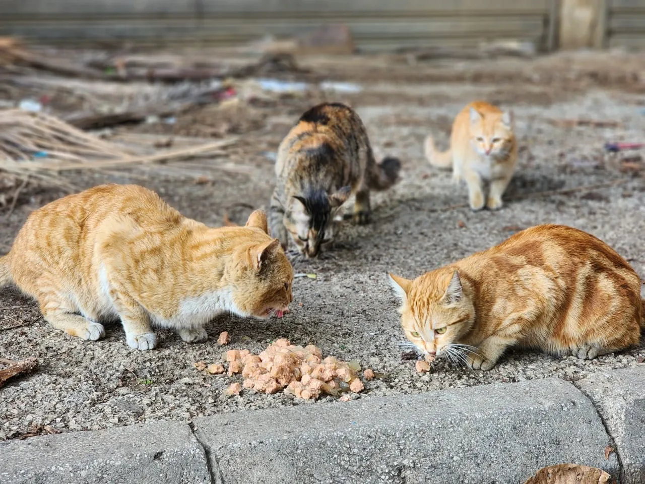 Donate Crypto to Pets — animal in our care