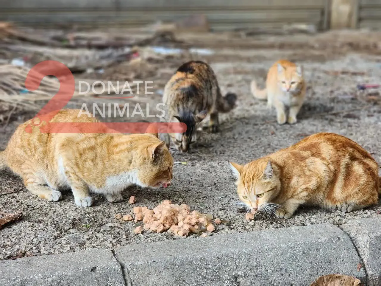 Is it safe to donate Ethereum for stray cats general?