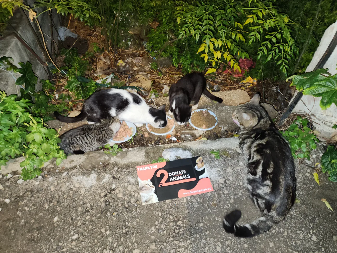 Donate Crypto to Pets — animal in our care