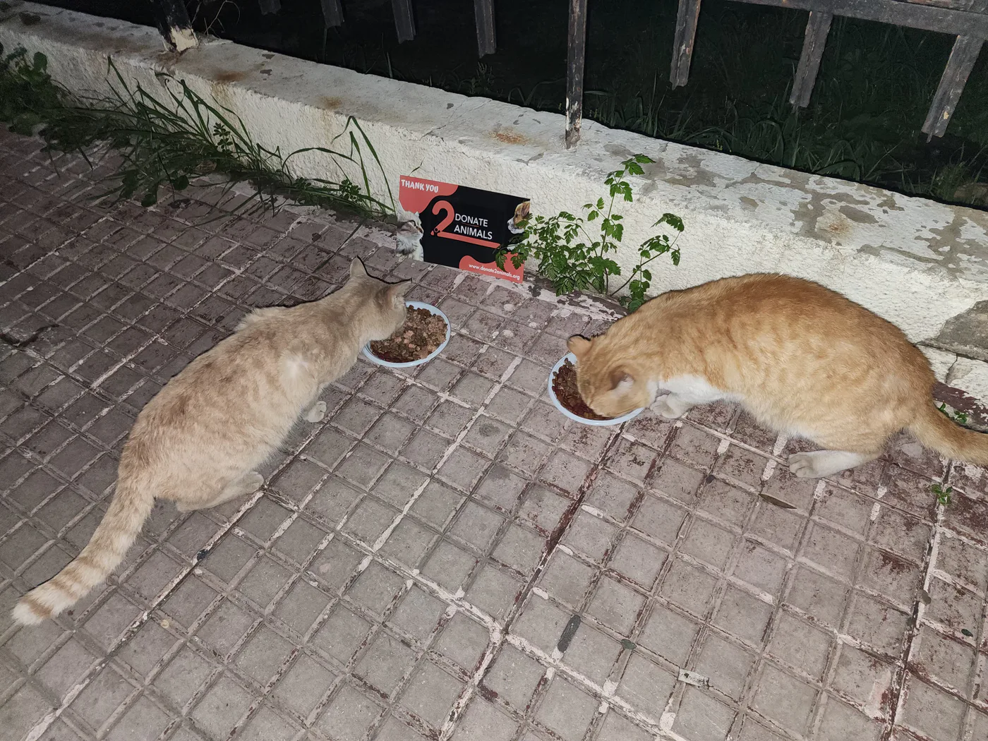 Donate Crypto to Pets — animal in our care
