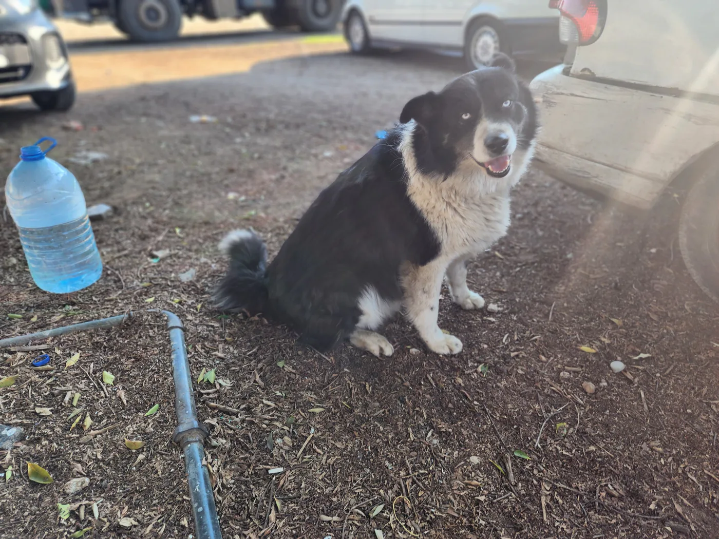 Copy the USDT wallet to help stray dogs with feeding