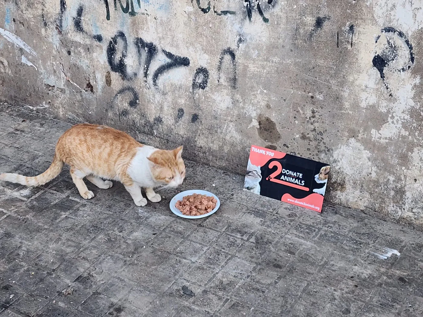 Monthly USDC donation for pets surgery