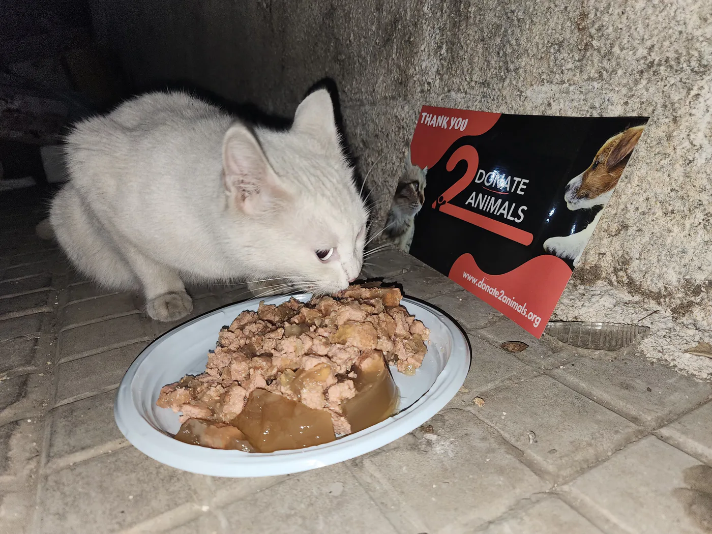 Donate Crypto to Pets — animal in our care