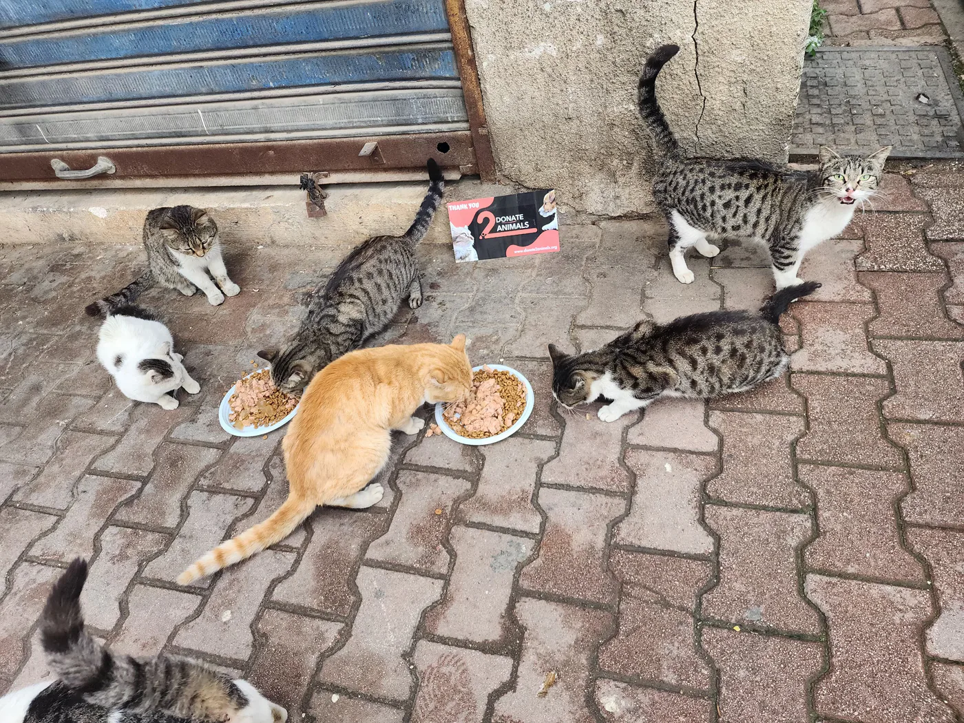 Donate Crypto to Pets — animal in our care