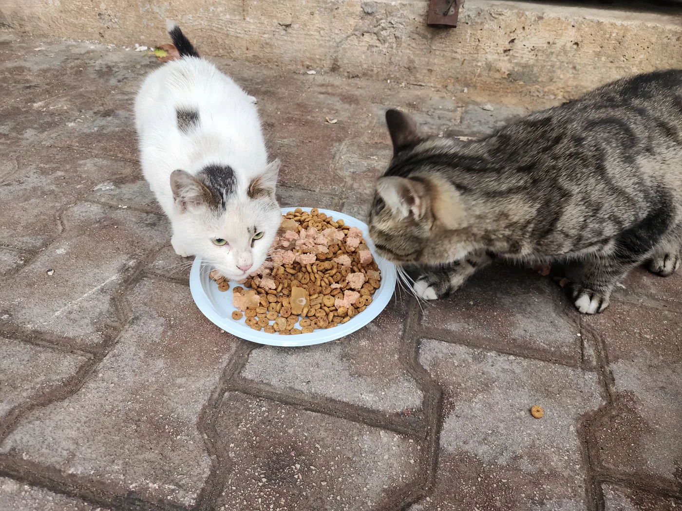 Donate Crypto to Pets — animal in our care
