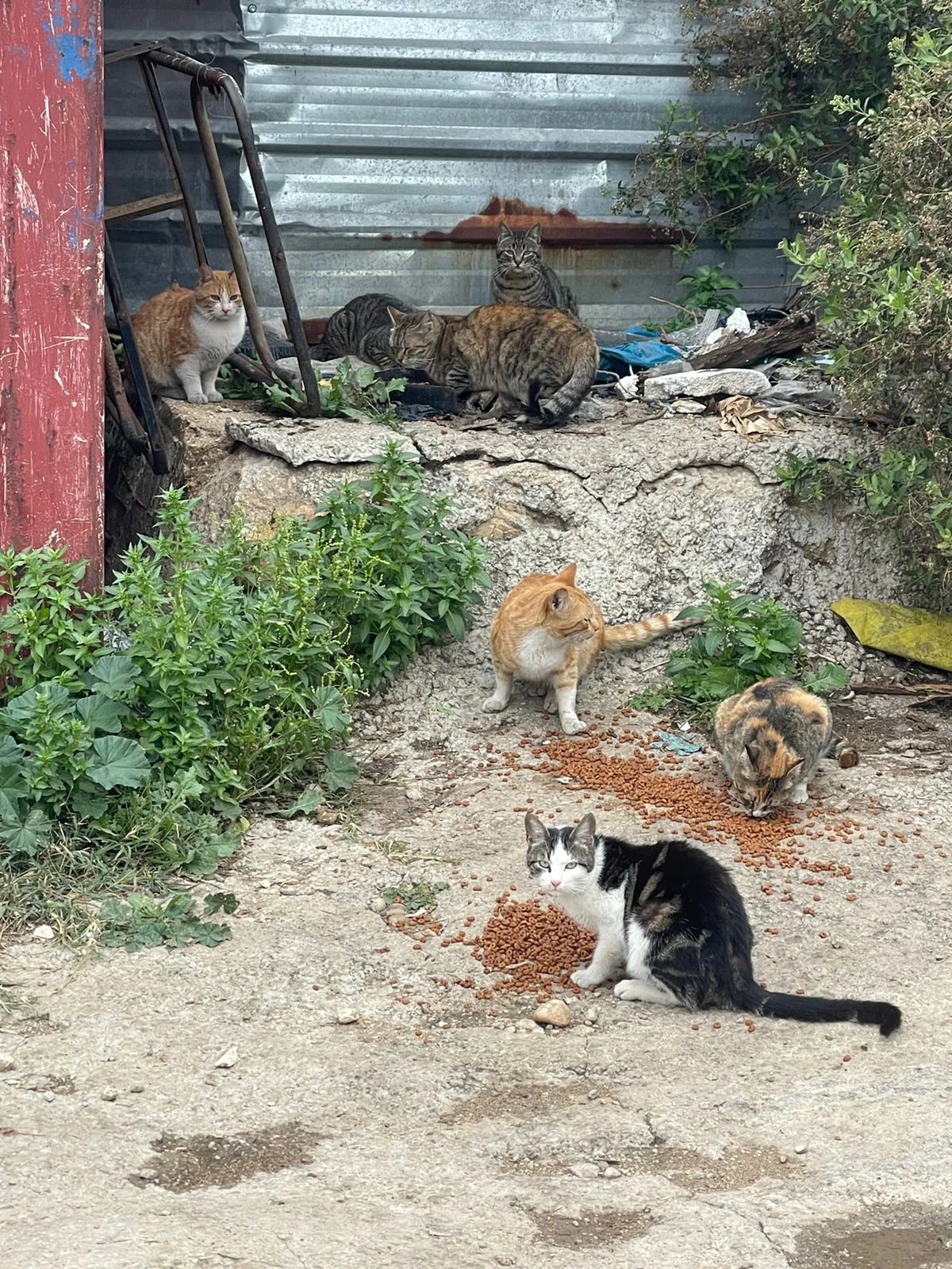 Monthly crypto donation for pets surgery