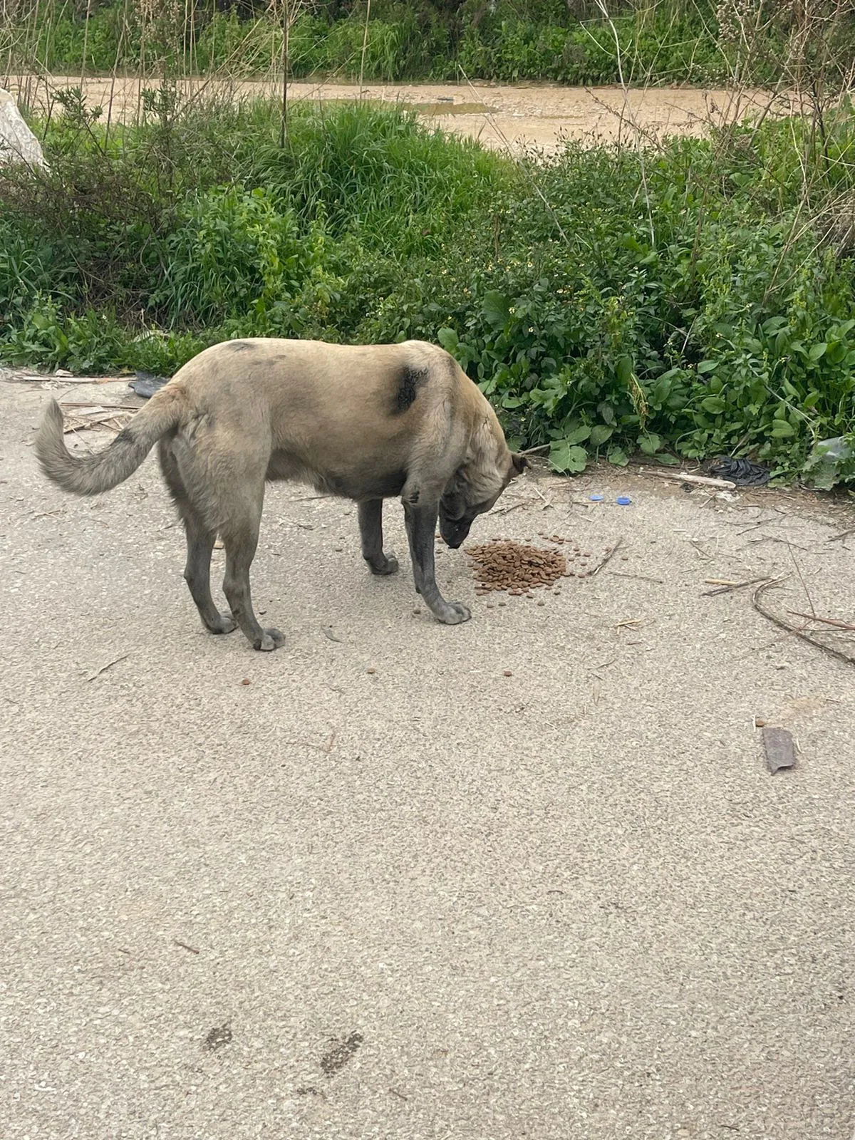 Rescued dog in our care