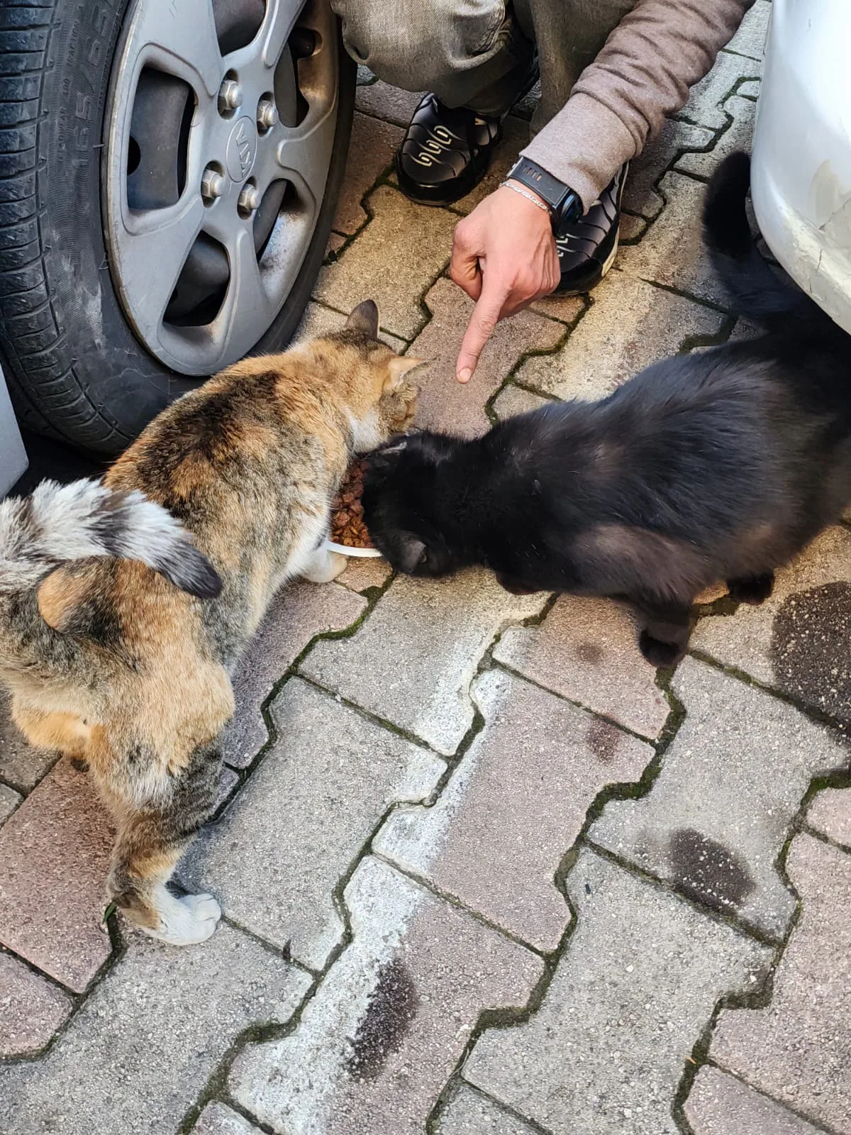 Scan a QR to donate crypto to stray cats (spay-neuter)
