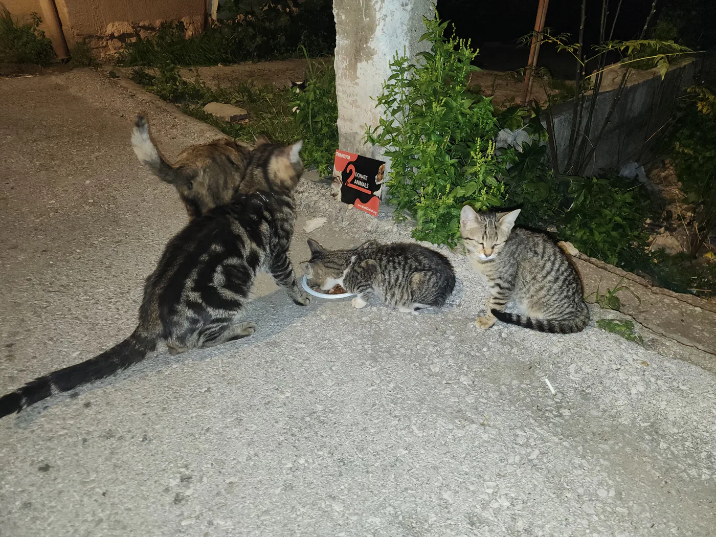 Monthly USDT donation for pets rescue
