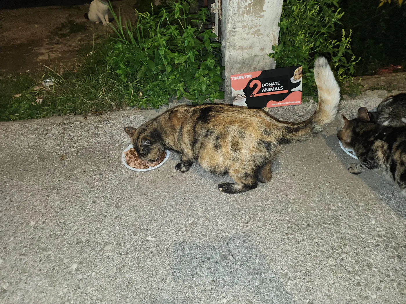 Rescued cat in our care