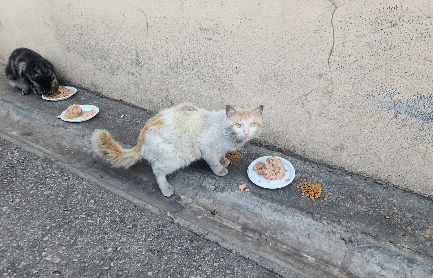 Monthly Bitcoin donation for stray cats spay-neuter