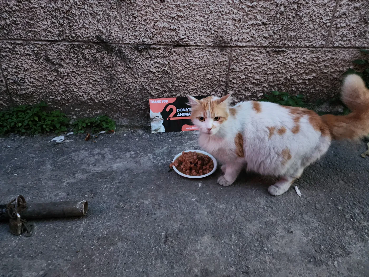 Rescued cat in our care
