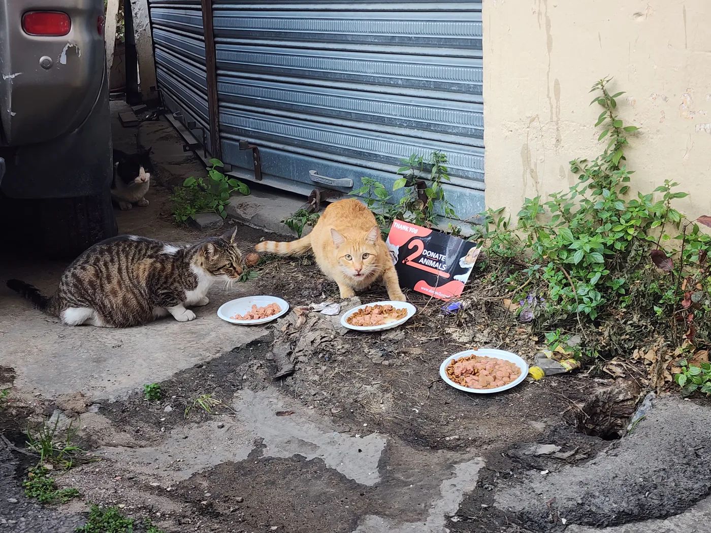 Is it safe to donate Bitcoin for stray cats spay-neuter?