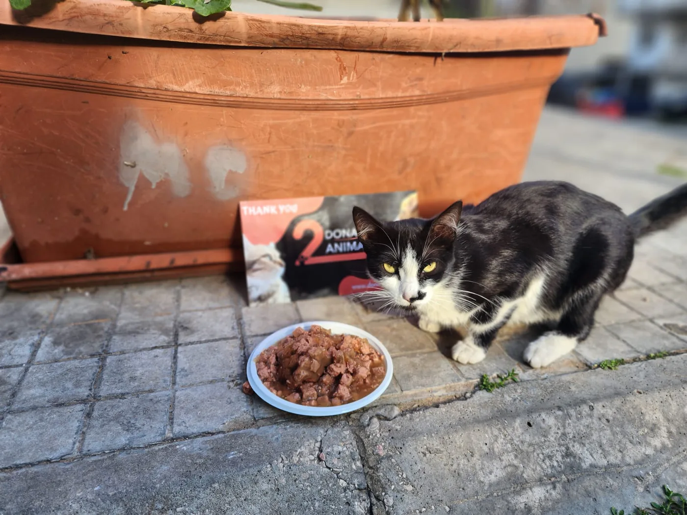 Monthly USDT donation for pets general