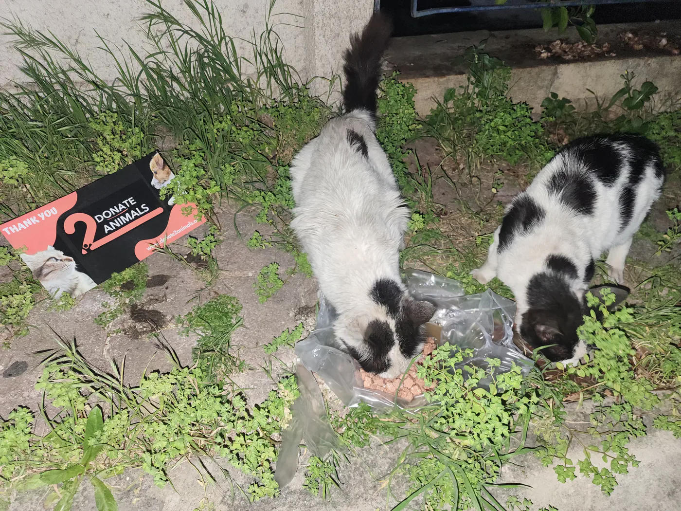 Donate USDC to animal rescue