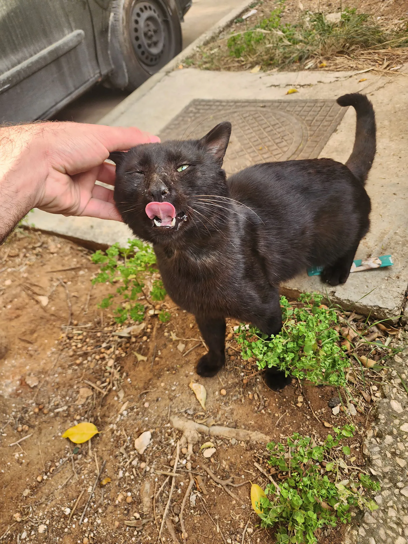 Copy the USDT wallet to help injured cats with surgery