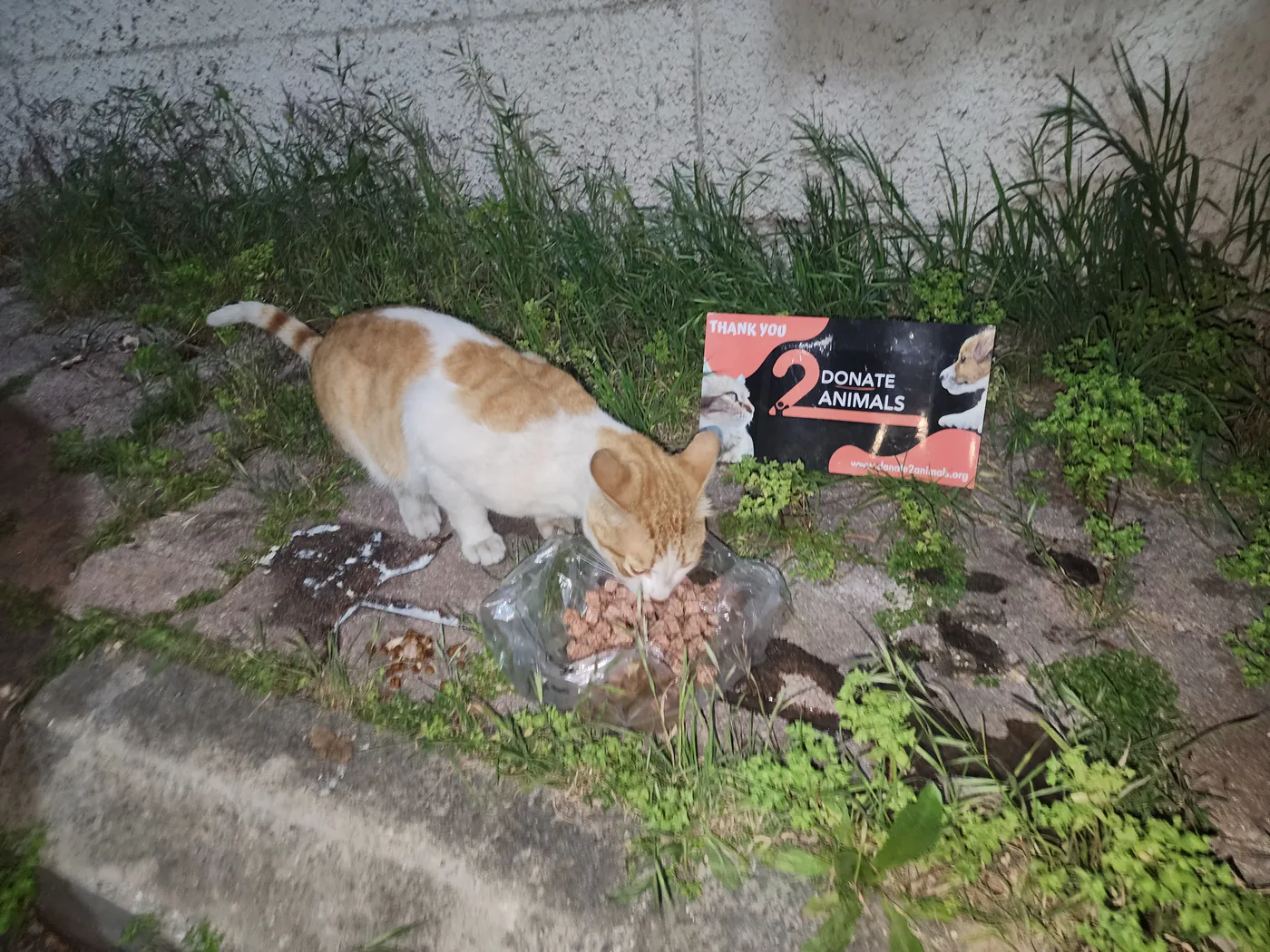 Monthly USDT donation for street animals general