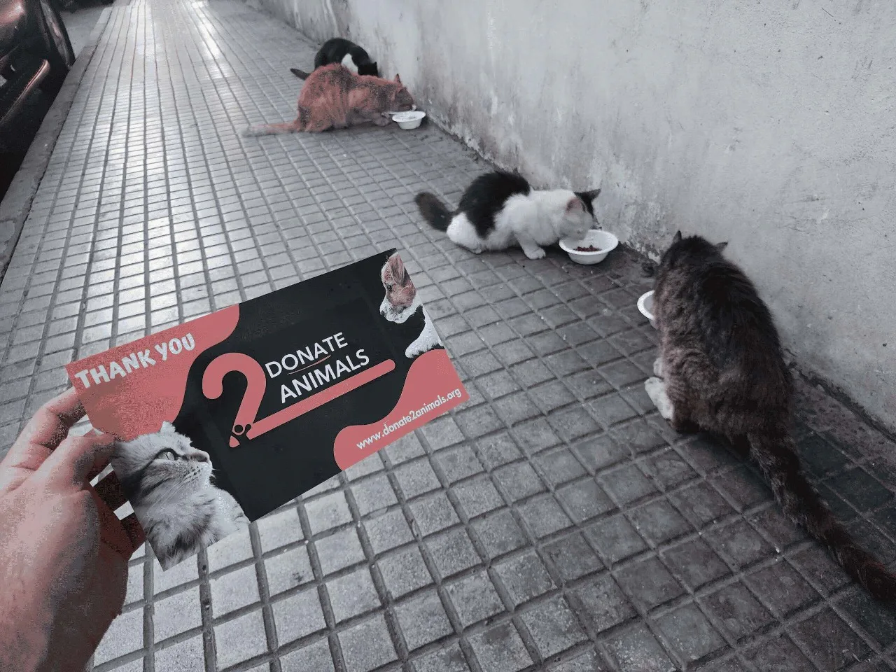 Donate to animal rescue with crypto