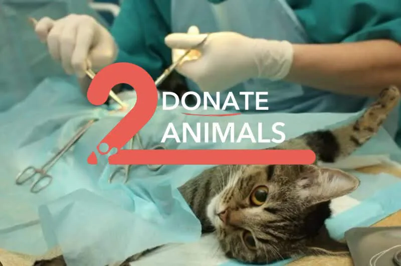 Donate Crypto to Pets — animal in our care