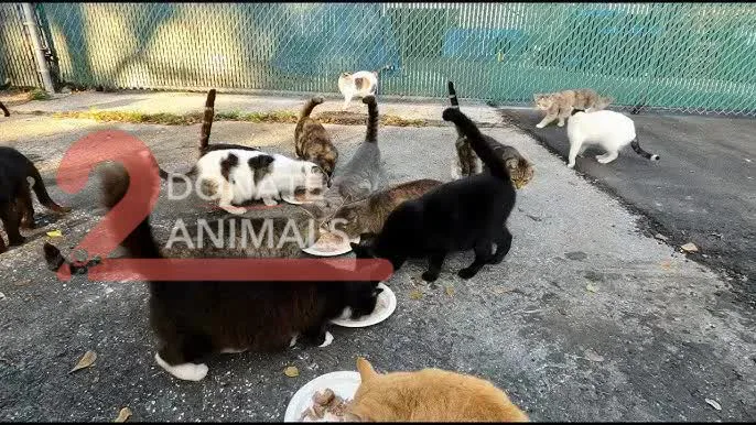 Donating Crypto for Stray Pets: A Simple Step-by-Step Overview