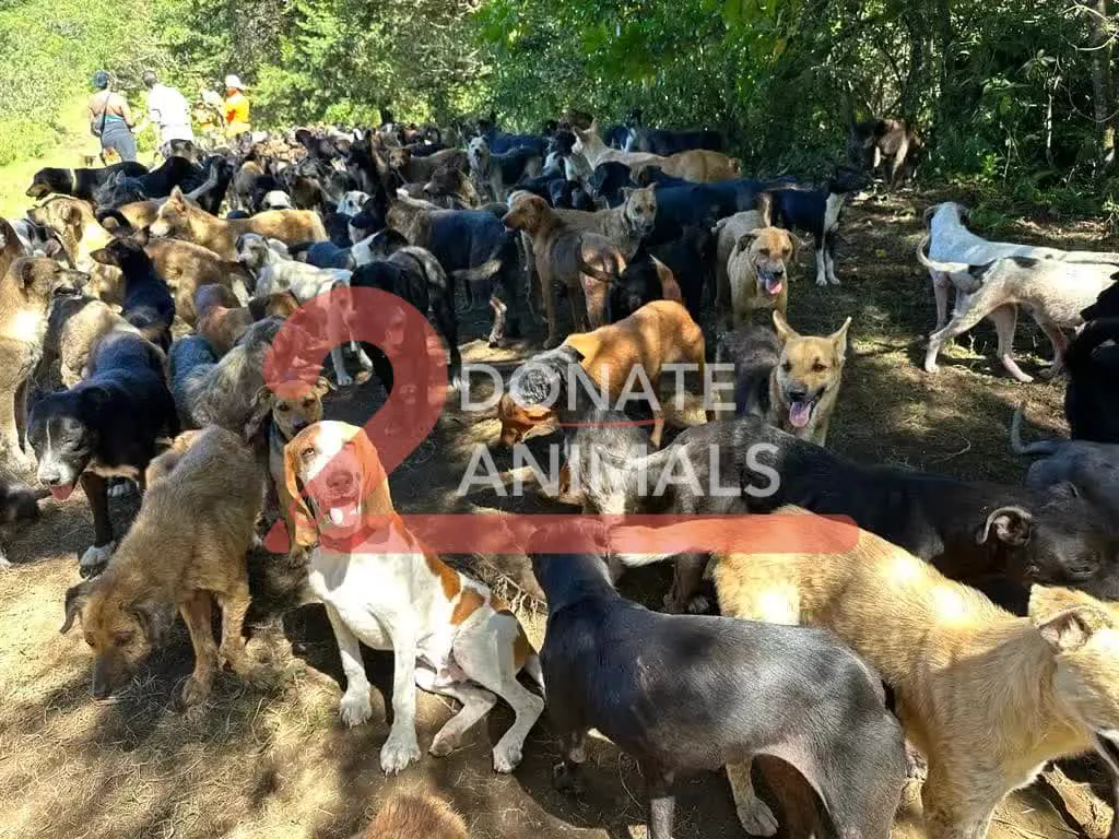 Copy the Ethereum wallet to help stray dogs with surgery