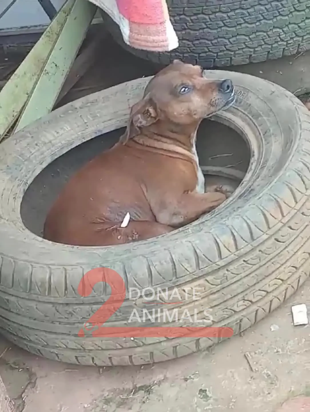 Small Bitcoin donation to rescue for puppies
