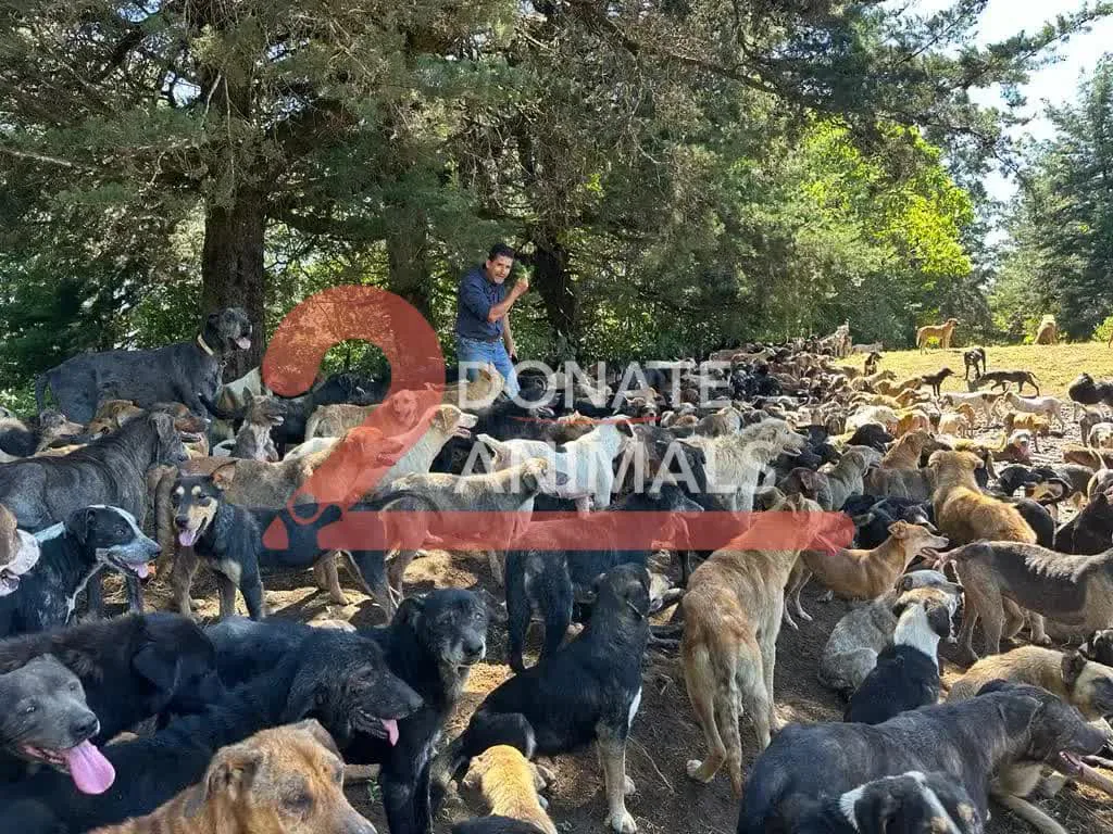 Small USDC donation to surgery for puppies