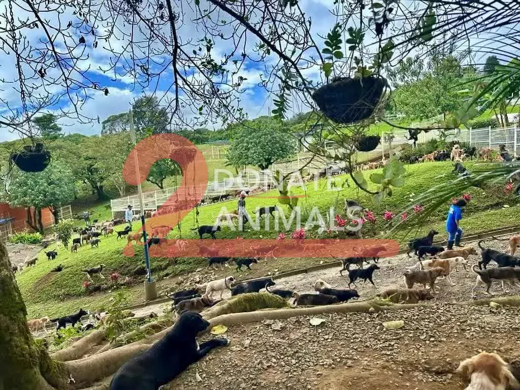 Small TRX donation to feeding for puppies