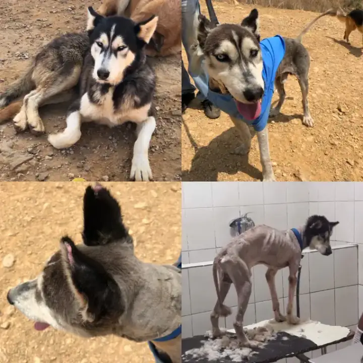 Fox, rescued and recovering