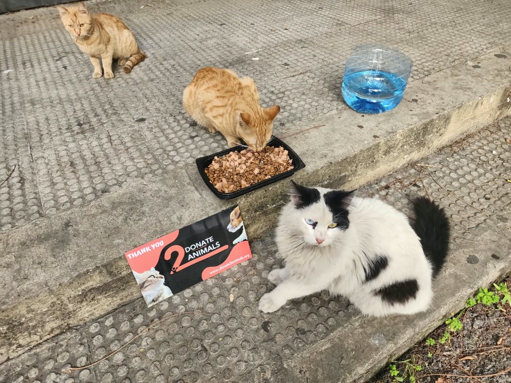 Stray cats eating on the steps with a Donate Crypto to Pets thank-you sign — food and water from your gifts