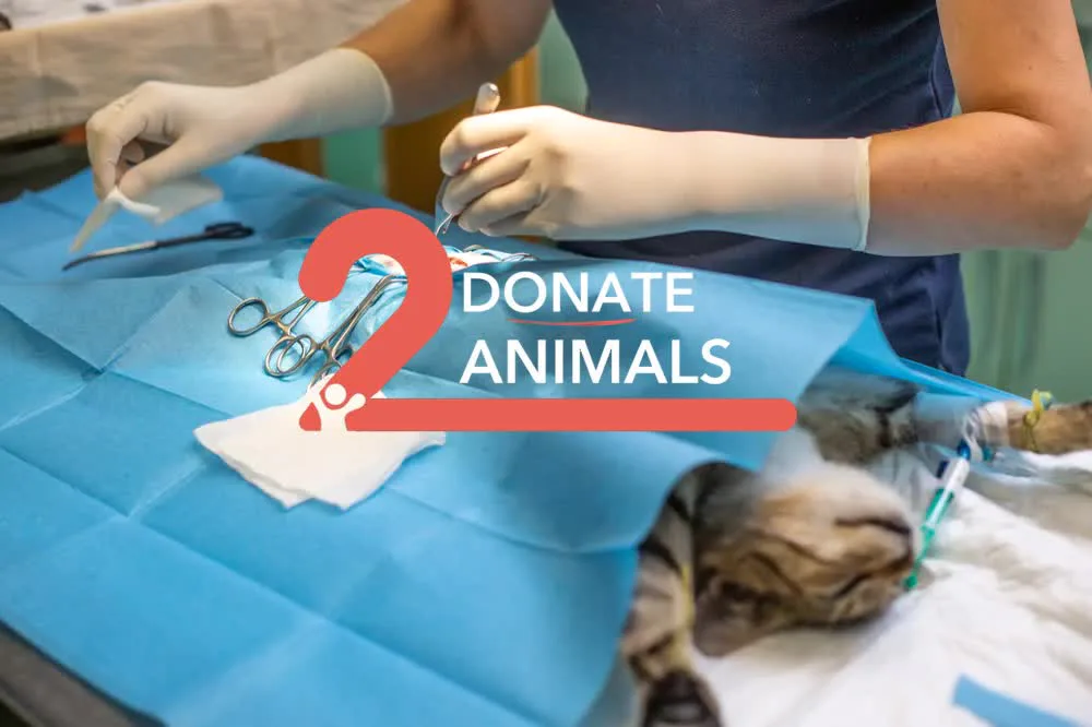 Donate Crypto to Pets — animal in our care