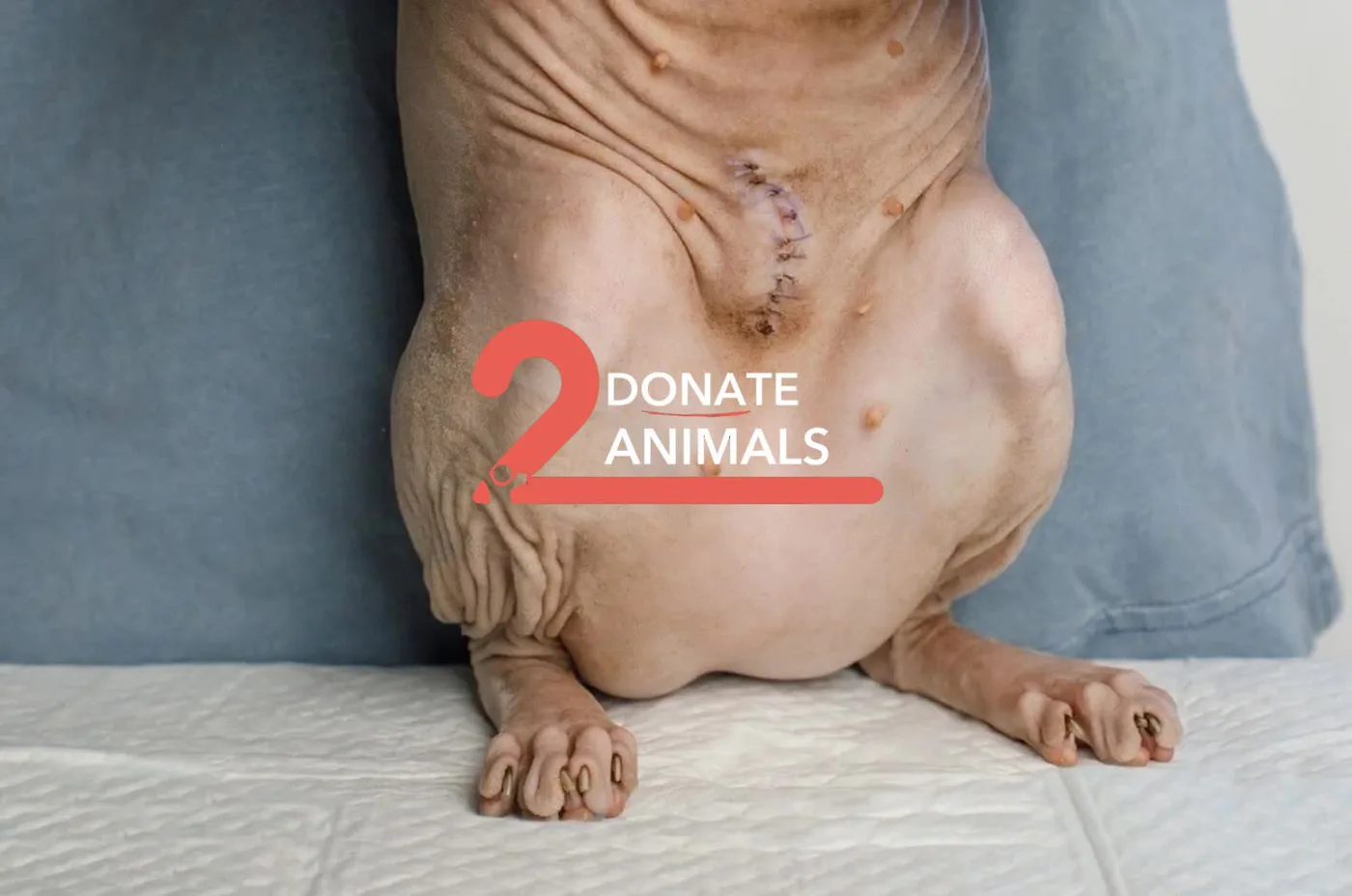 Donate Crypto to Pets — animal in our care