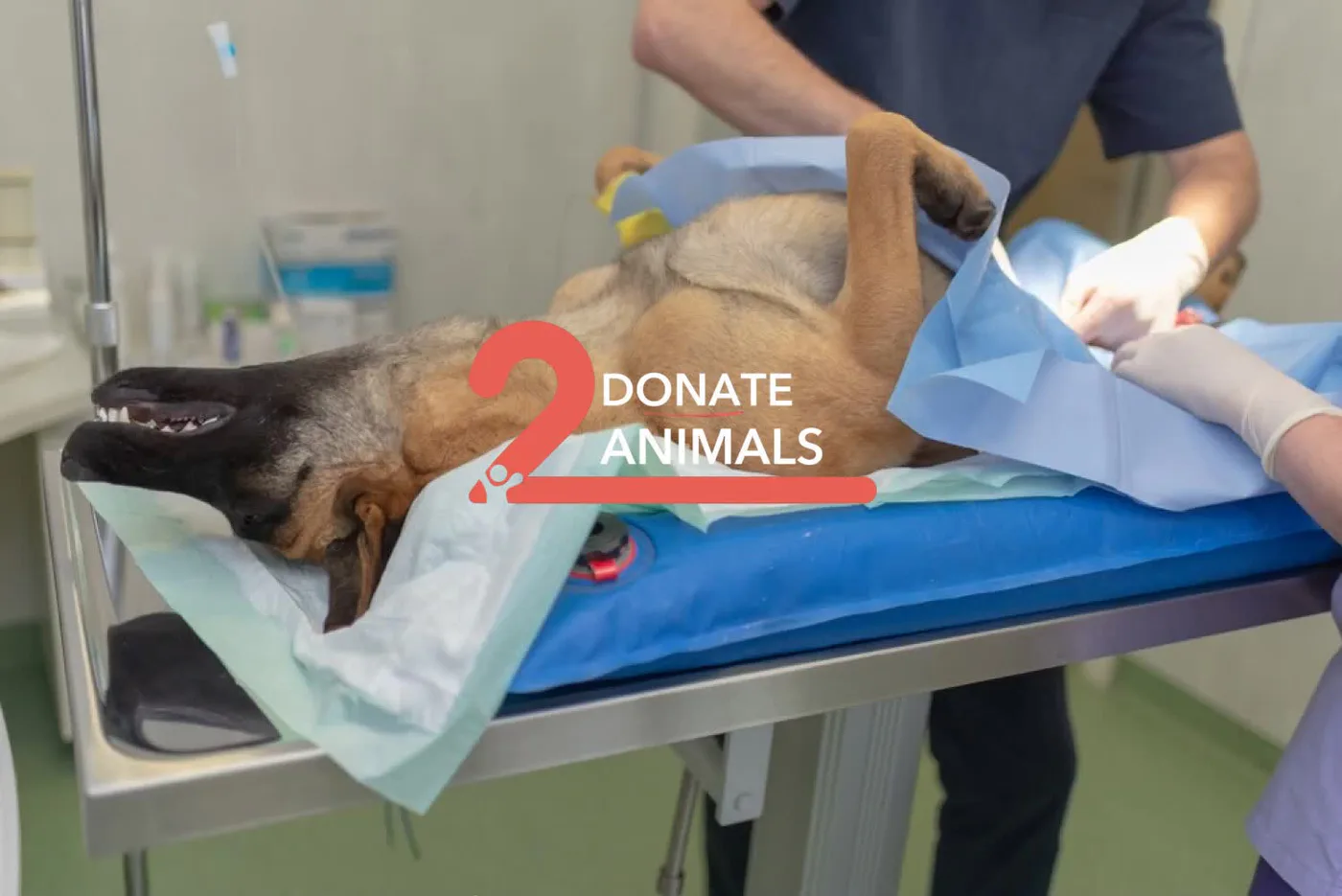 Donate Crypto to Pets — animal in our care